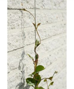 Nature Wire Trellis Set For Climbing Plants 6040760 -Room Nature Wire Trellis Set for Climbing Plants 6040760 438943 3